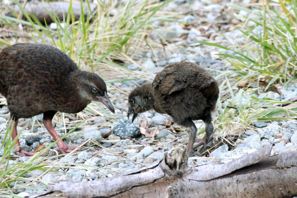 Weka (Gallirallus australis)